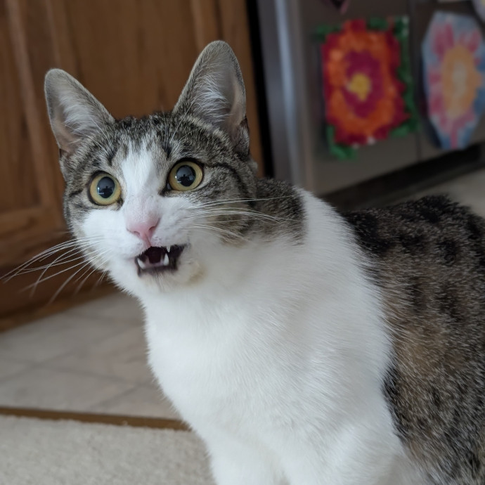 Lorena's Pawsome Cat Care