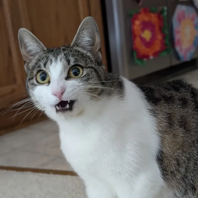 Lorena's Pawsome Cat Care