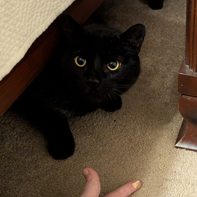 Lorena's Pawsome Cat Care
