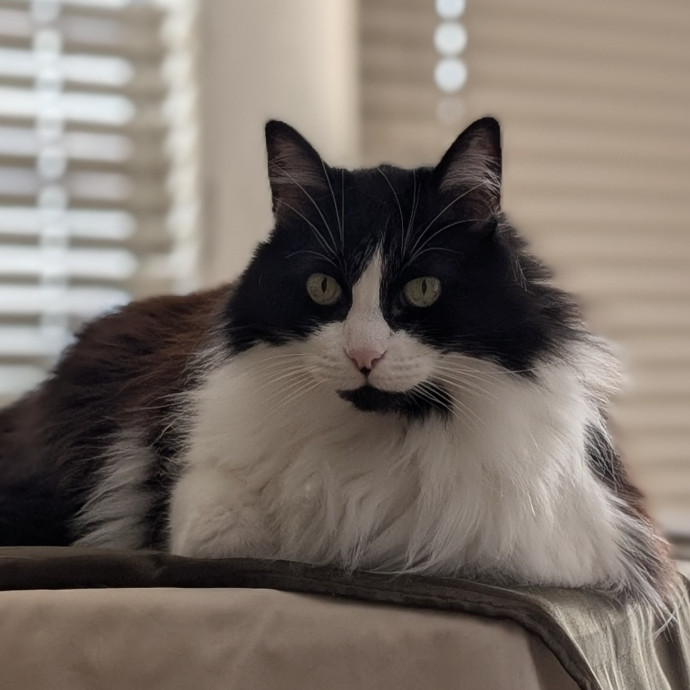 Lorena's Pawsome Cat Care photo 3