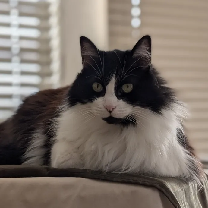 Lorena's Pawsome Cat Care photo 3