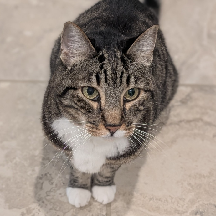 Lorena's Pawsome Cat Care photo 2