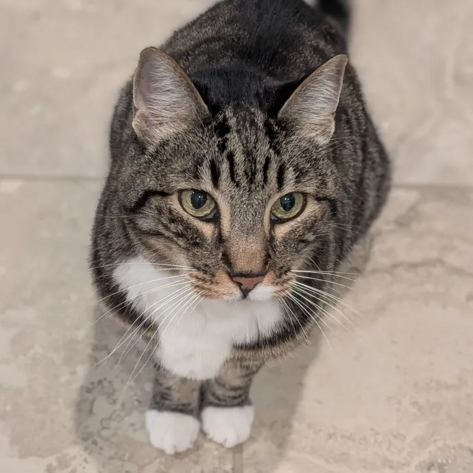 Lorena's Pawsome Cat Care photo 2