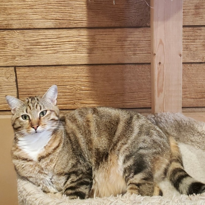 Loving Cat Care - Cuddles  Play photo 3