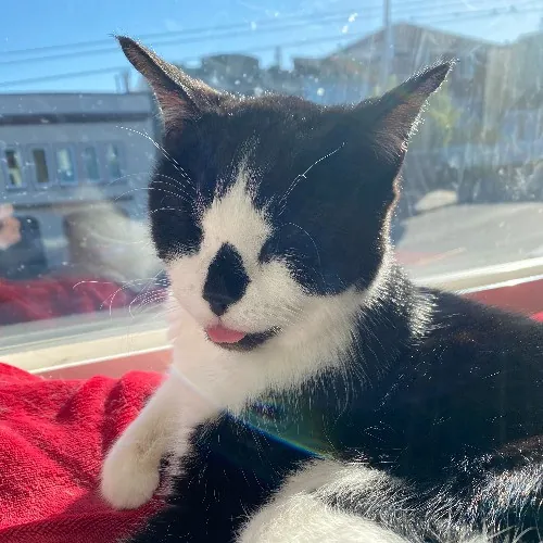 Heidi And Three's Company