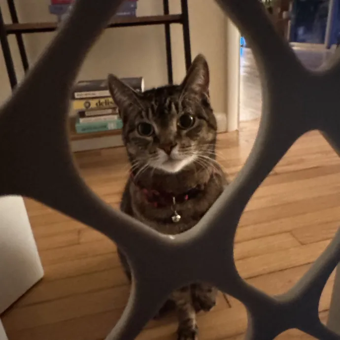 Calm Loving Cat Sitter