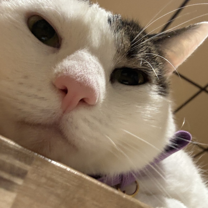 Calm Loving Cat Sitter