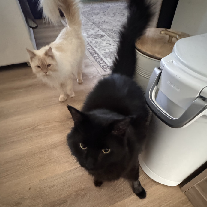 Calm Loving Cat Sitter