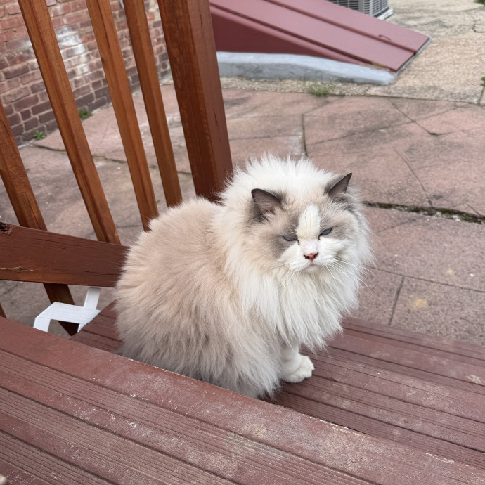 Calm Loving Cat Sitter