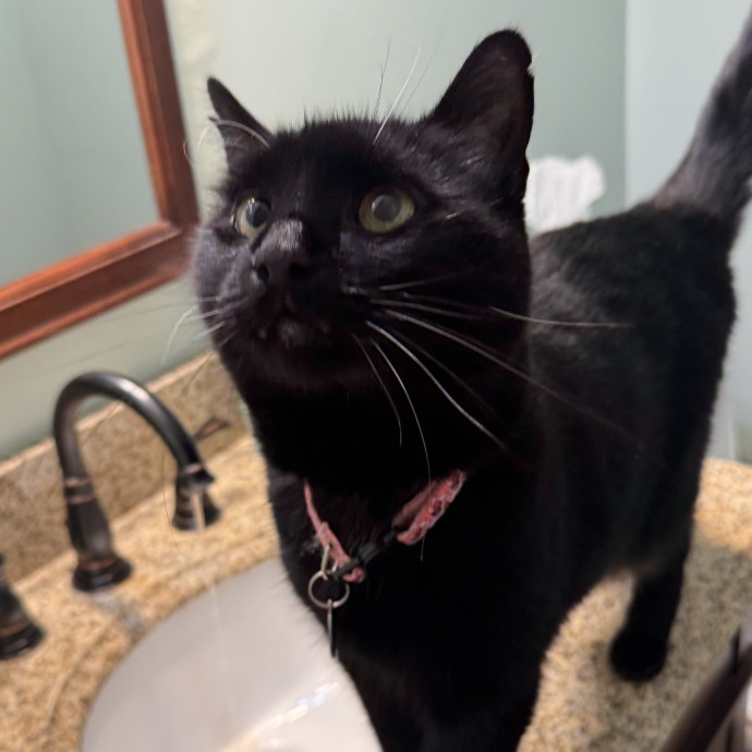 Calm Loving Cat Sitter