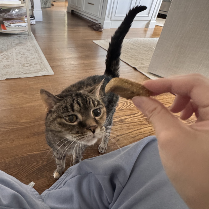 Calm Loving Cat Sitter