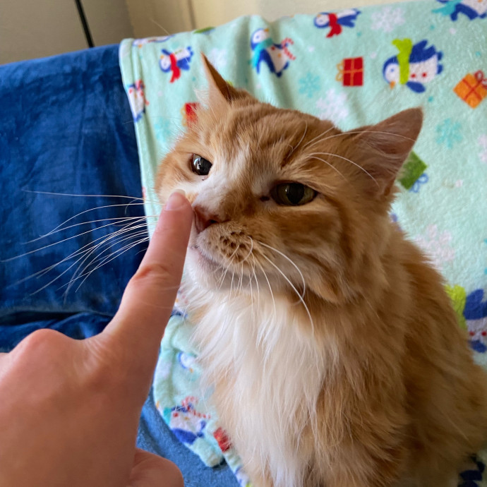 Cat Sitting In Your Kitty's Domain