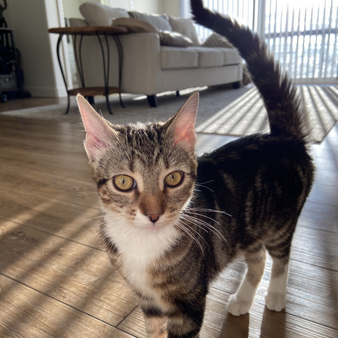 Cat Sitting In Your Kitty's Domain