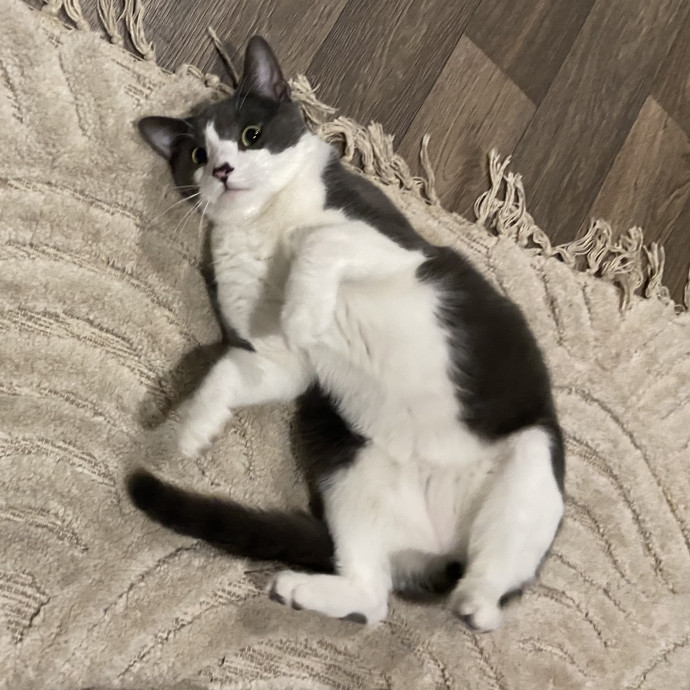 Cat Sitting In Your Kitty's Domain