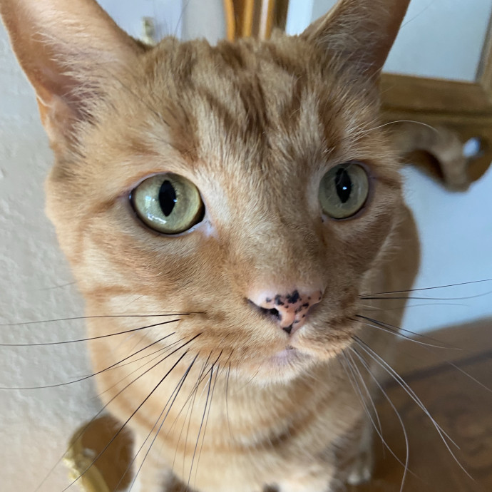 Cat Sitting In Your Kitty's Domain