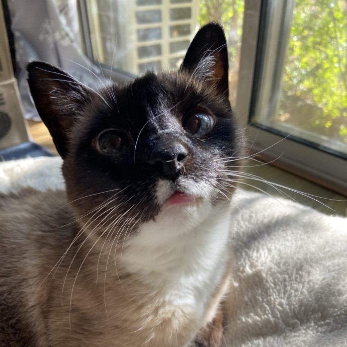 Cat Sitting In Your Kitty's Domain