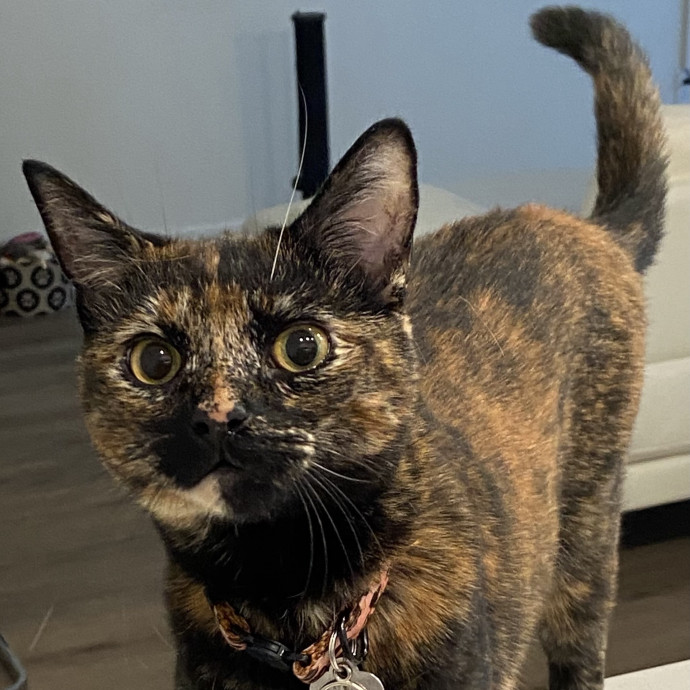 Cat Sitting In Your Kitty's Domain photo 2