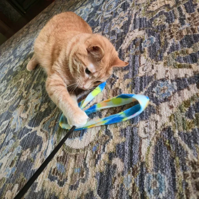 In-Home Cat Care Done Right
