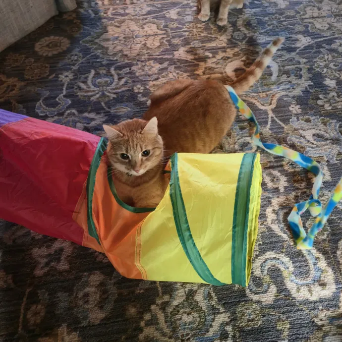 In-Home Cat Care Done Right