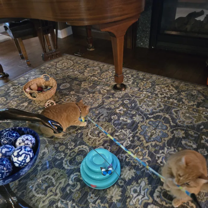 In-Home Cat Care Done Right