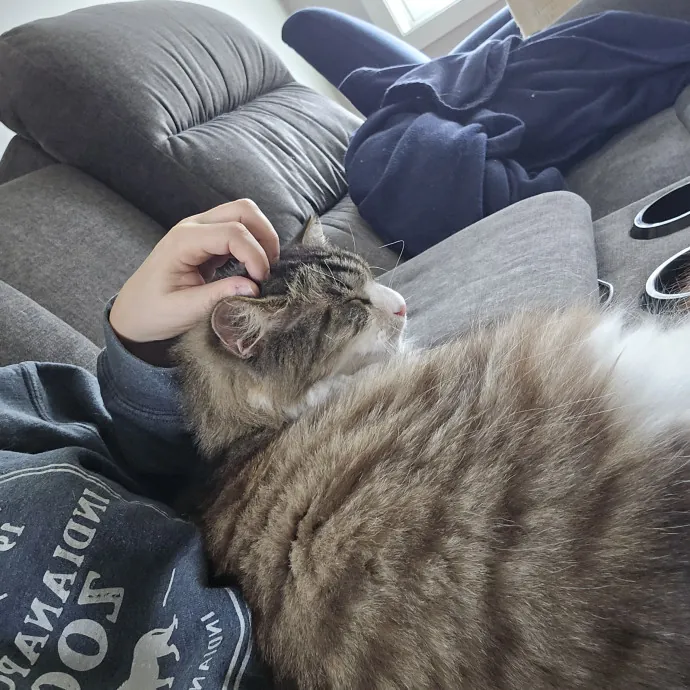 In-Home Cat Care Done Right