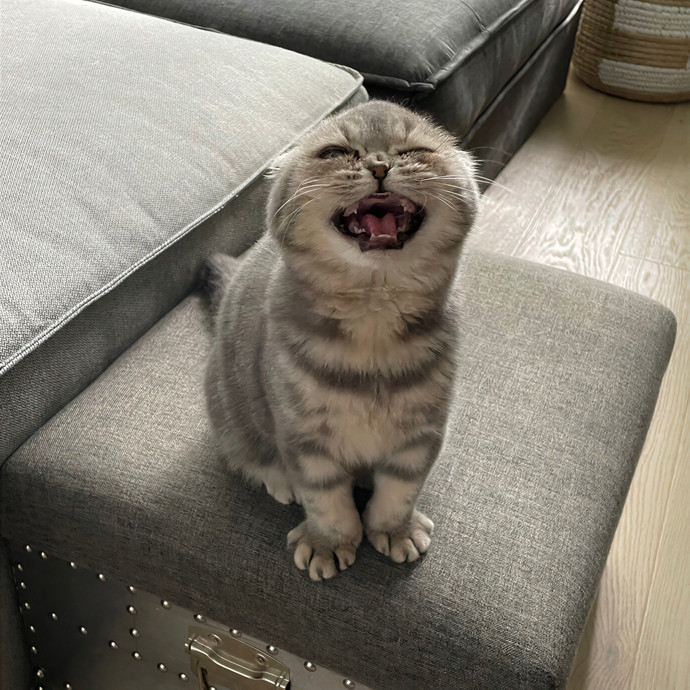 Natasha's Happy Cats