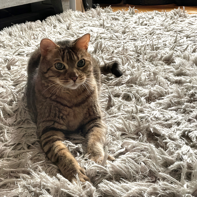 Natasha's Happy Cats