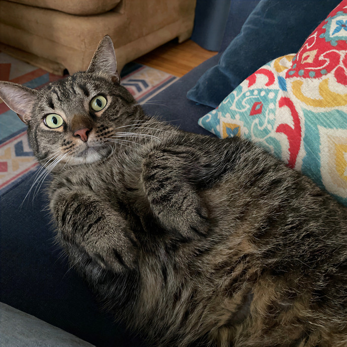 Natasha's Happy Cats