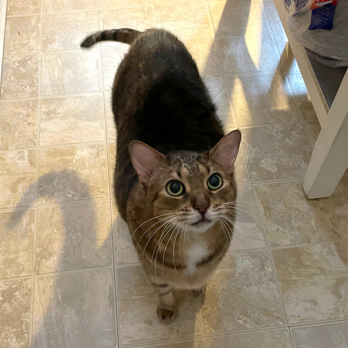 Natasha's Happy Cats