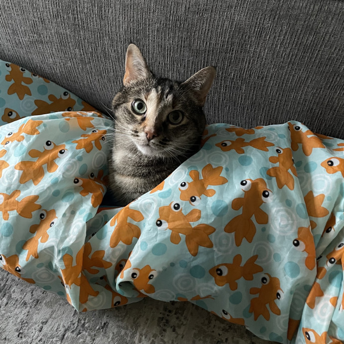 Natasha's Happy Cats