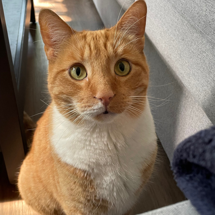 Natasha's Happy Cats photo 3
