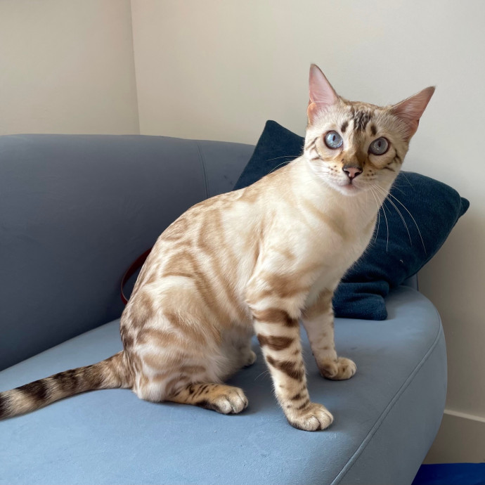 Natasha's Happy Cats photo 2