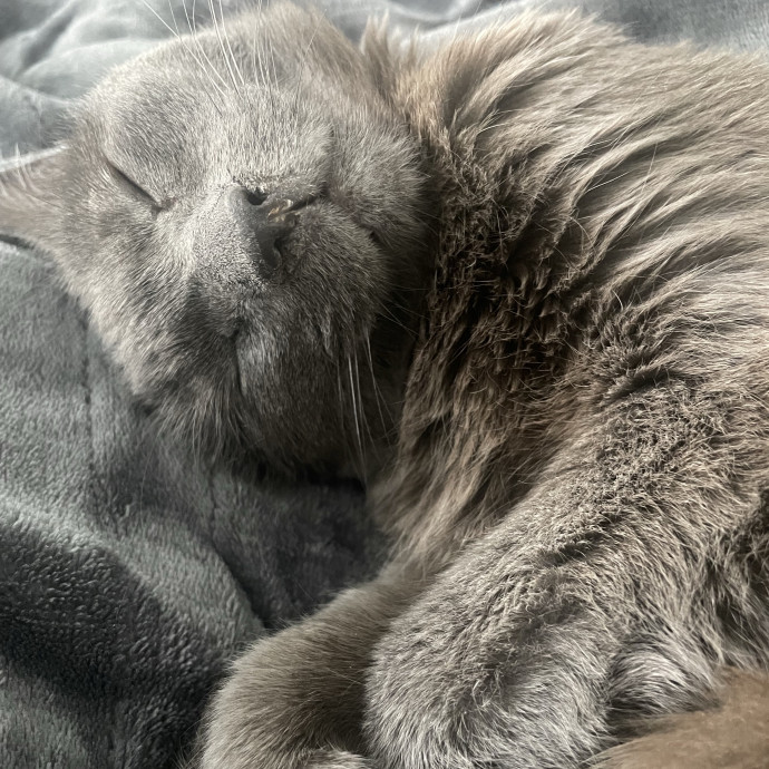 Ashley's Cat Loaf Care
