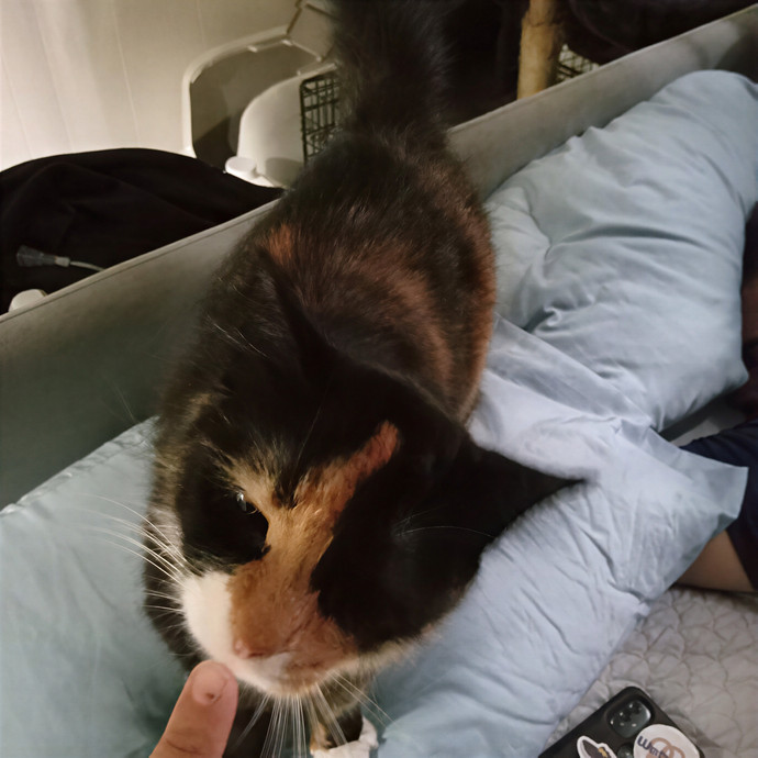 Pao's Kitty Care photo 3