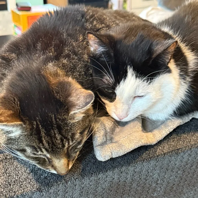 Cat Purrfessional photo 4