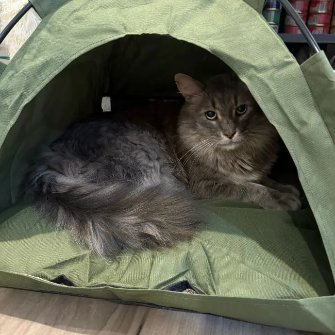 Cat Purrfessional photo 3