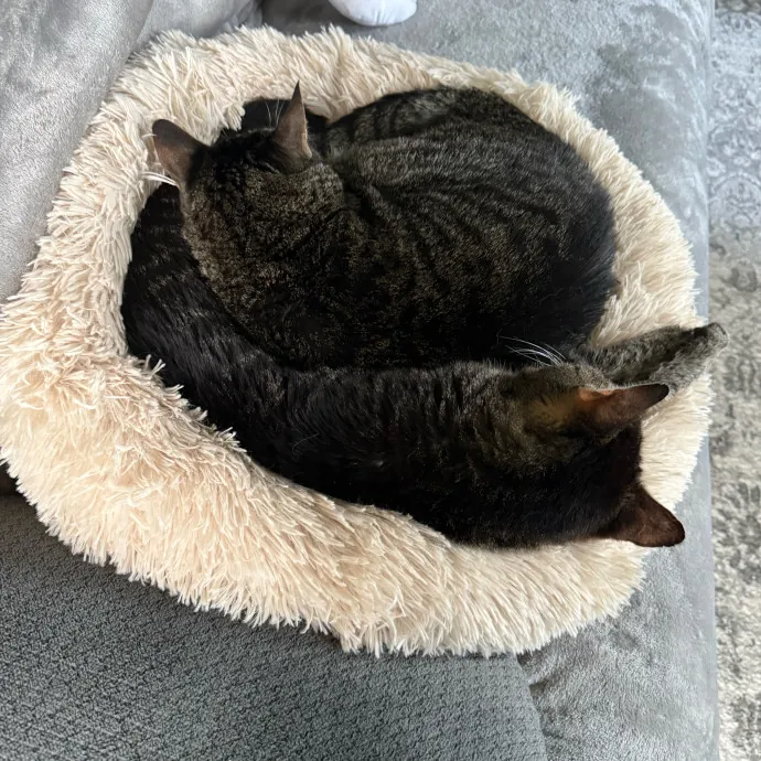 Cat Purrfessional photo 2