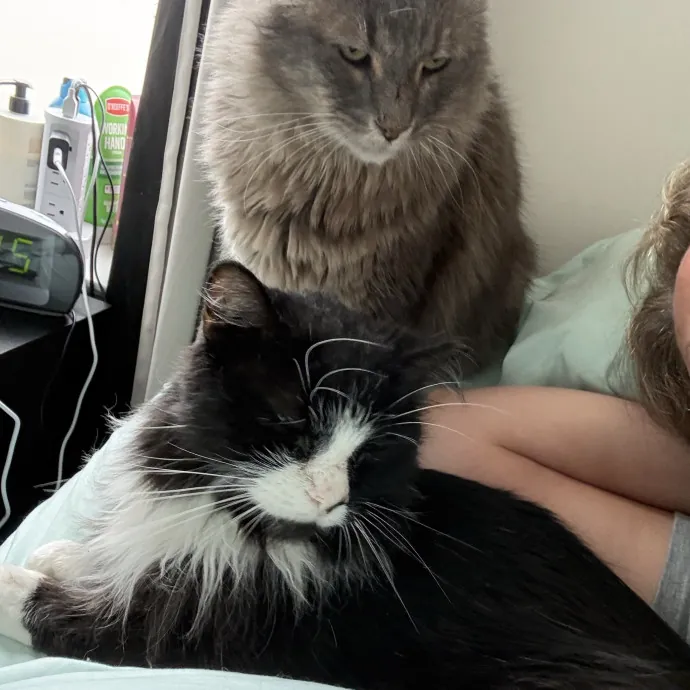 Cat Purrfessional