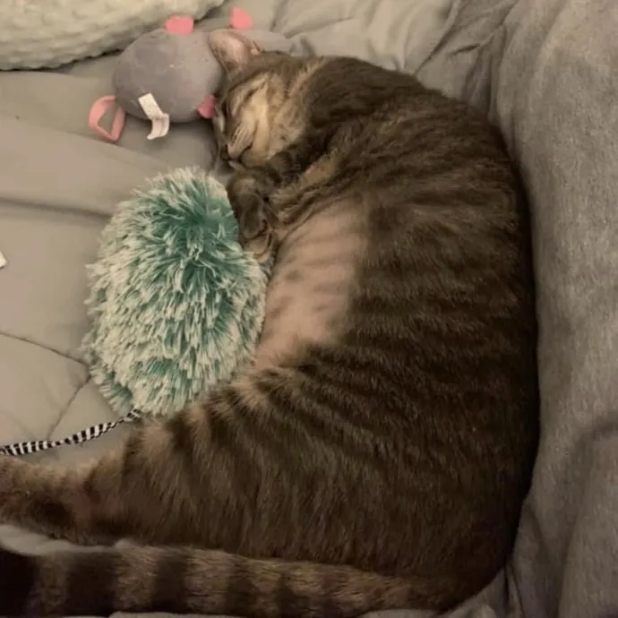 Cat Purrfessional