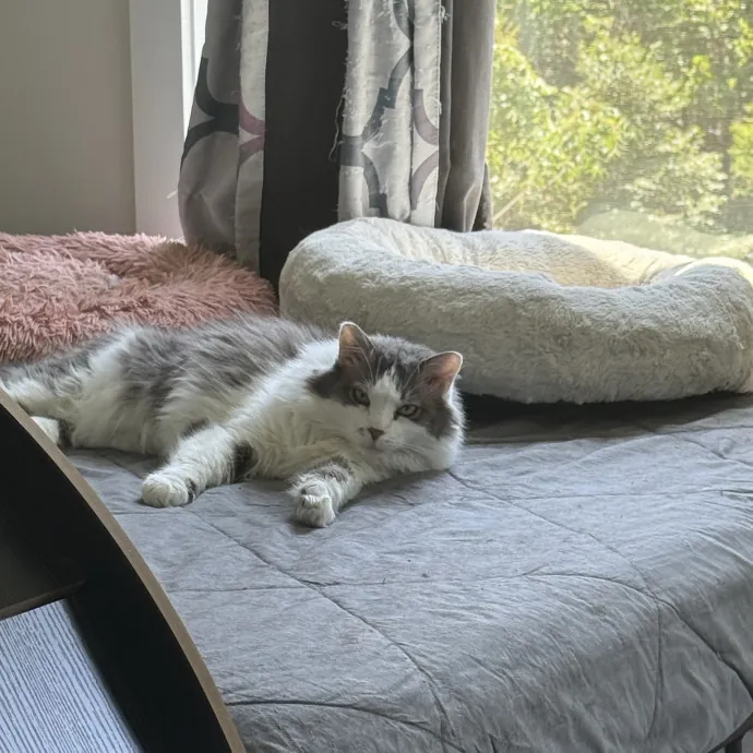 Cat Purrfessional