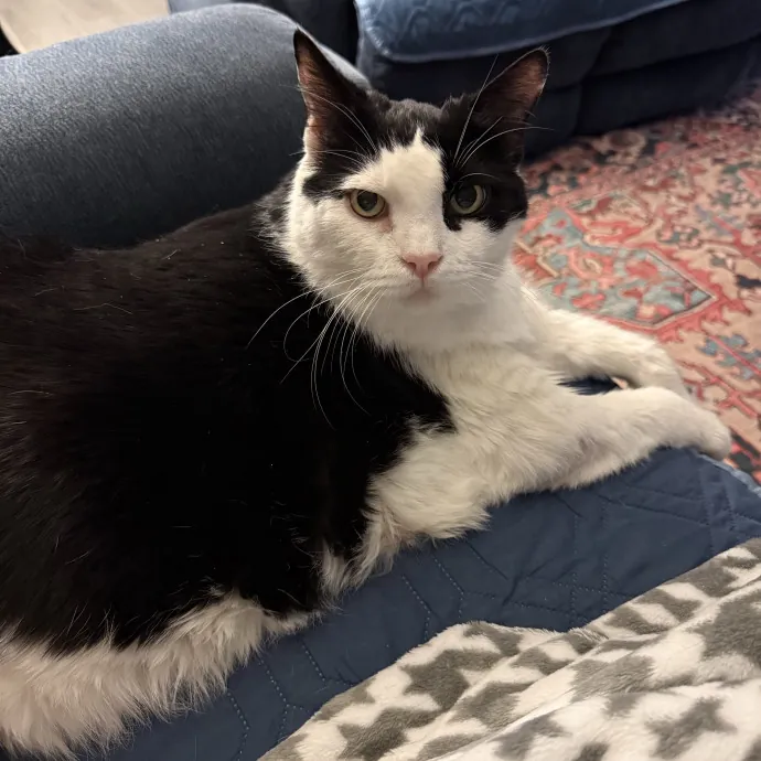 Cat Purrfessional