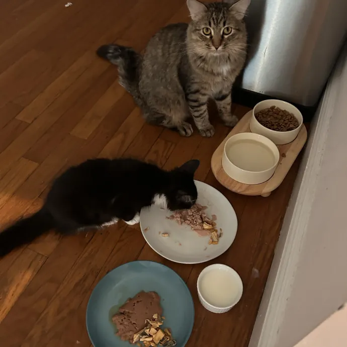 Sitting Pretty With Your Kitty