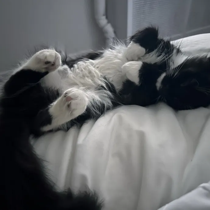 Sitting Pretty With Your Kitty