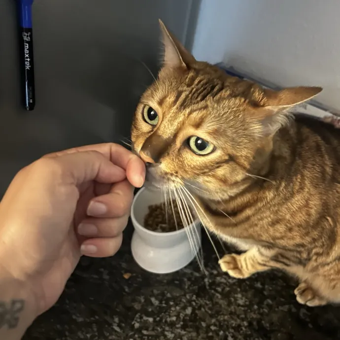 Sitting Pretty With Your Kitty