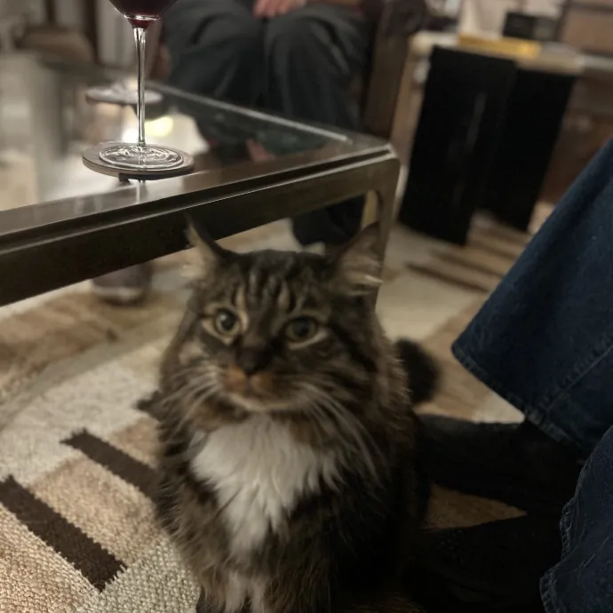 Sitting Pretty With Your Kitty