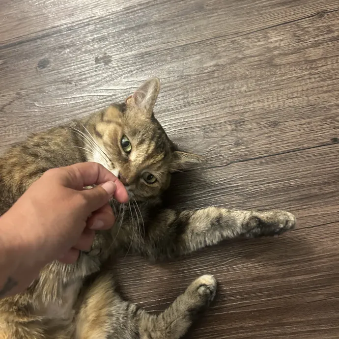 Sitting Pretty With Your Kitty