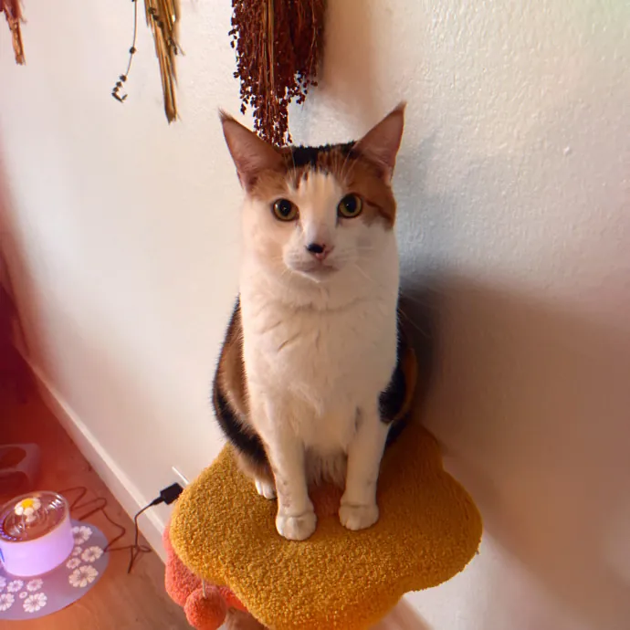 Sitting Pretty With Your Kitty