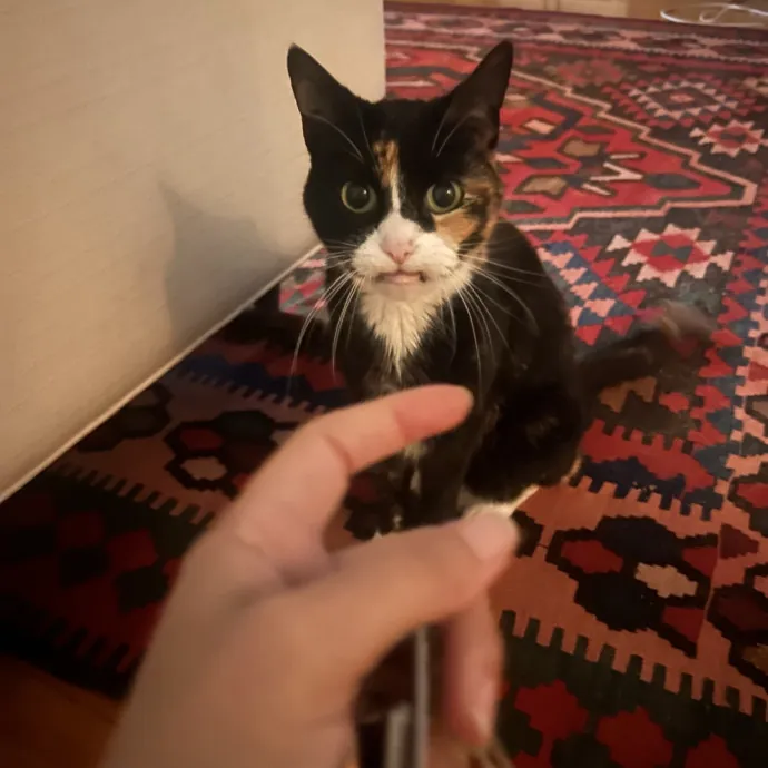 Sitting Pretty With Your Kitty