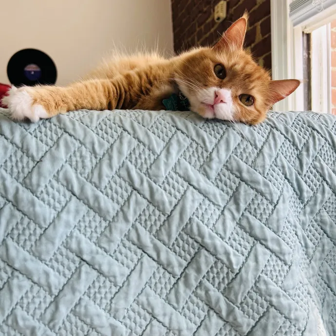 Sitting Pretty With Your Kitty