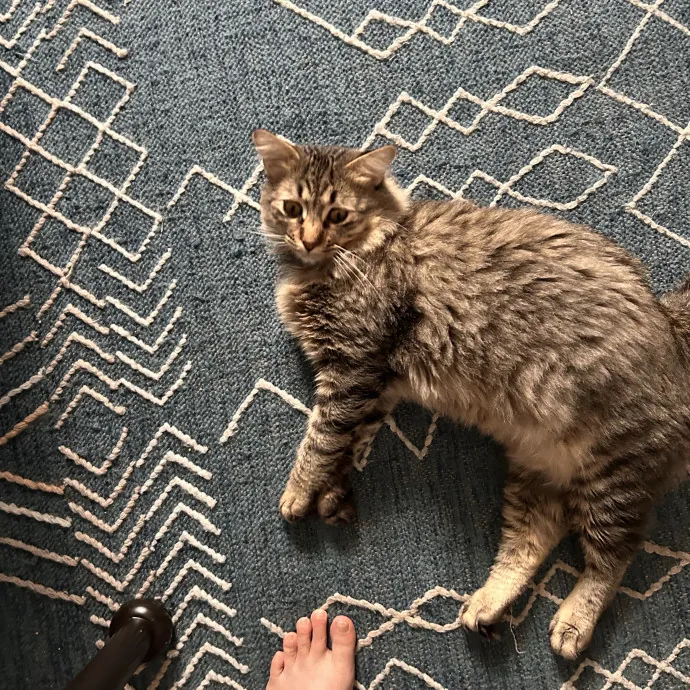 Sitting Pretty With Your Kitty photo 4